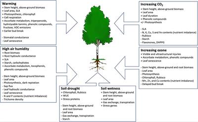 Birch as a Model Species for the Acclimation and Adaptation of Northern Forest Ecosystem to Changing Environment